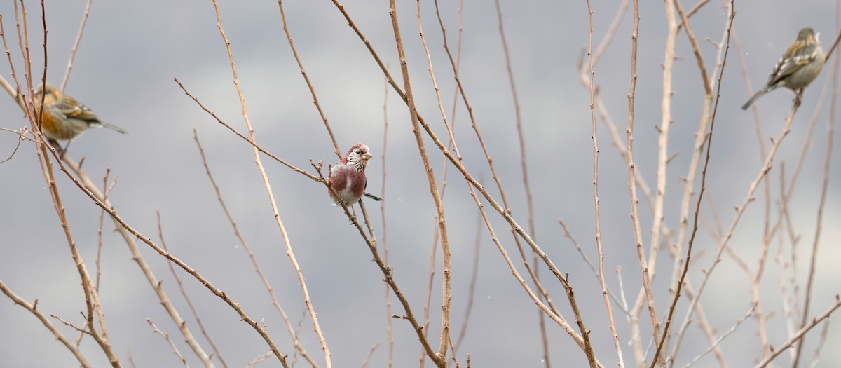 Three-banded Rosefinch - ML631399751
