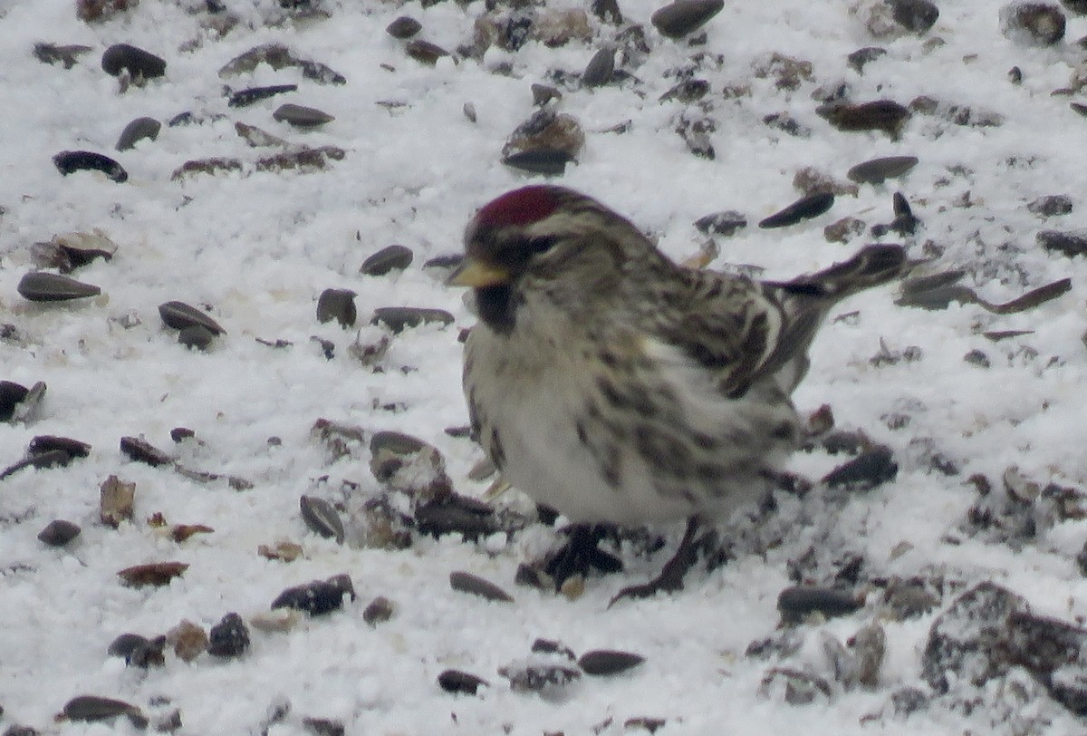 Redpoll (Common) - ML631400018