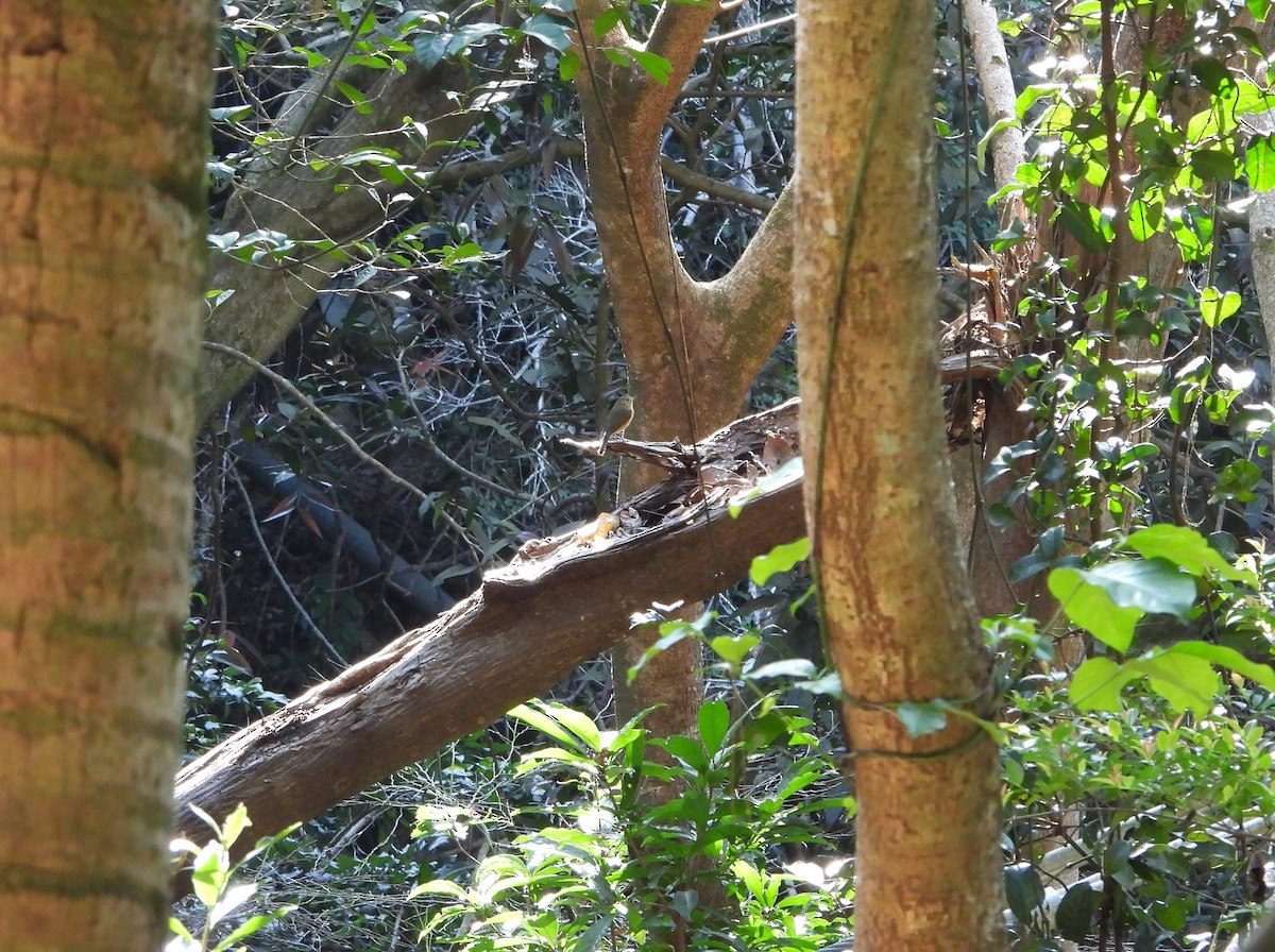 blåstjert - ML631400095