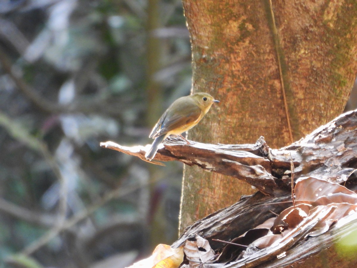 blåstjert - ML631400102