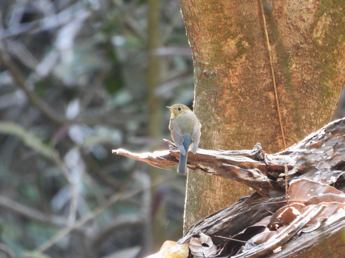 blåstjert - ML631400107