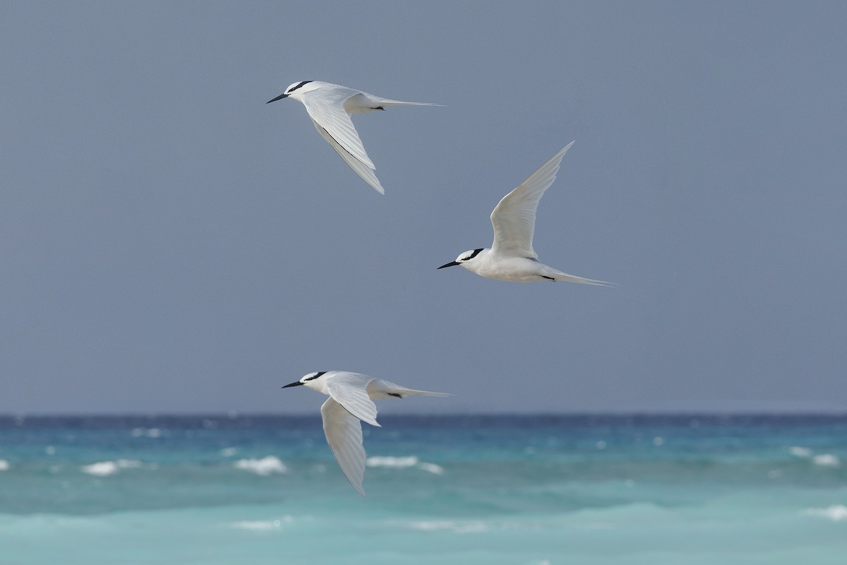 Black-naped Tern - ML631400193