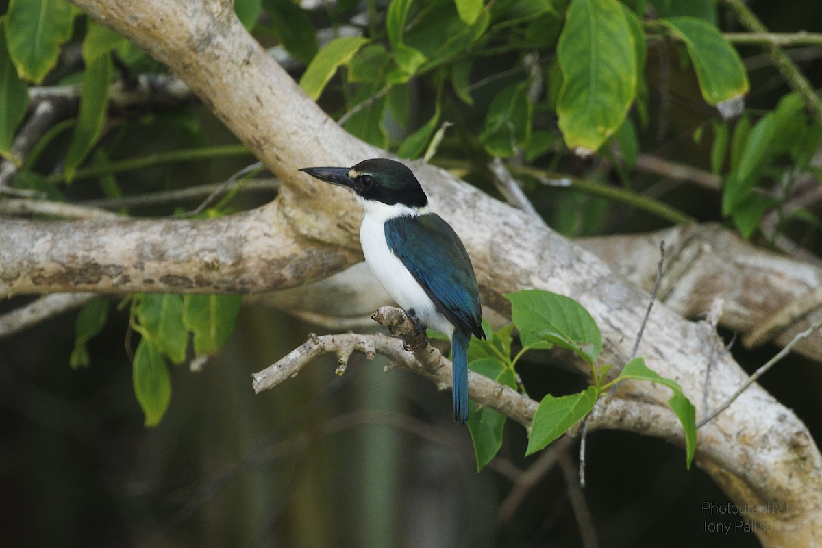Colonist Kingfisher - ML631400270
