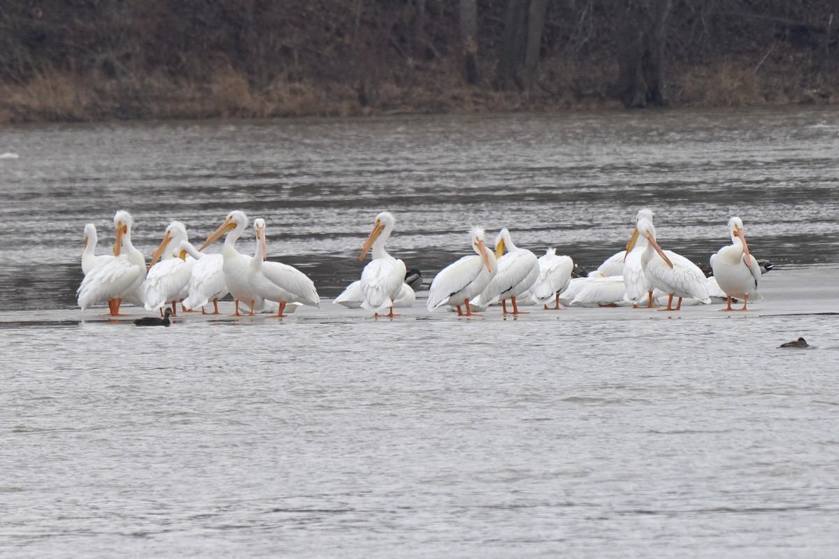Pélican d'Amérique - ML631400330
