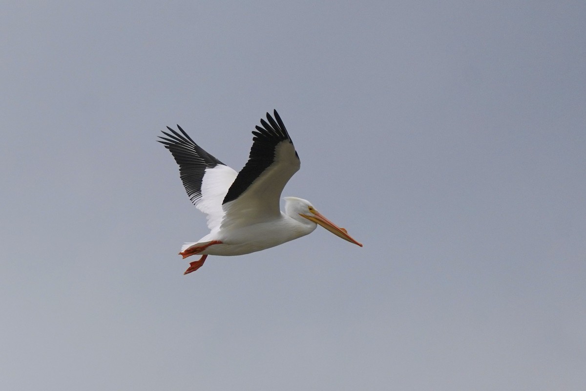 Pélican d'Amérique - ML631400331