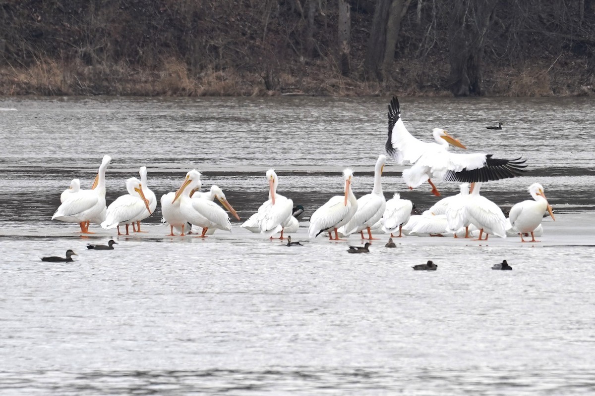 Pélican d'Amérique - ML631400335