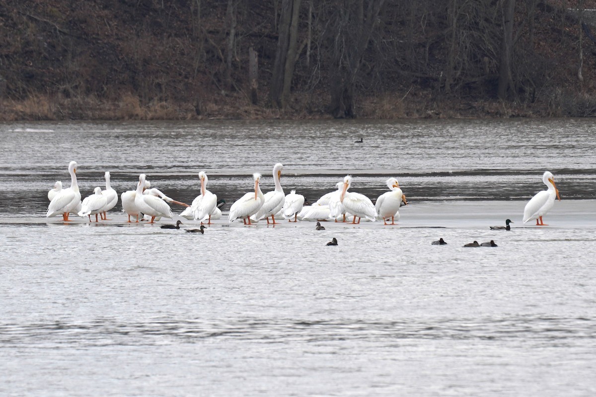Pélican d'Amérique - ML631400352