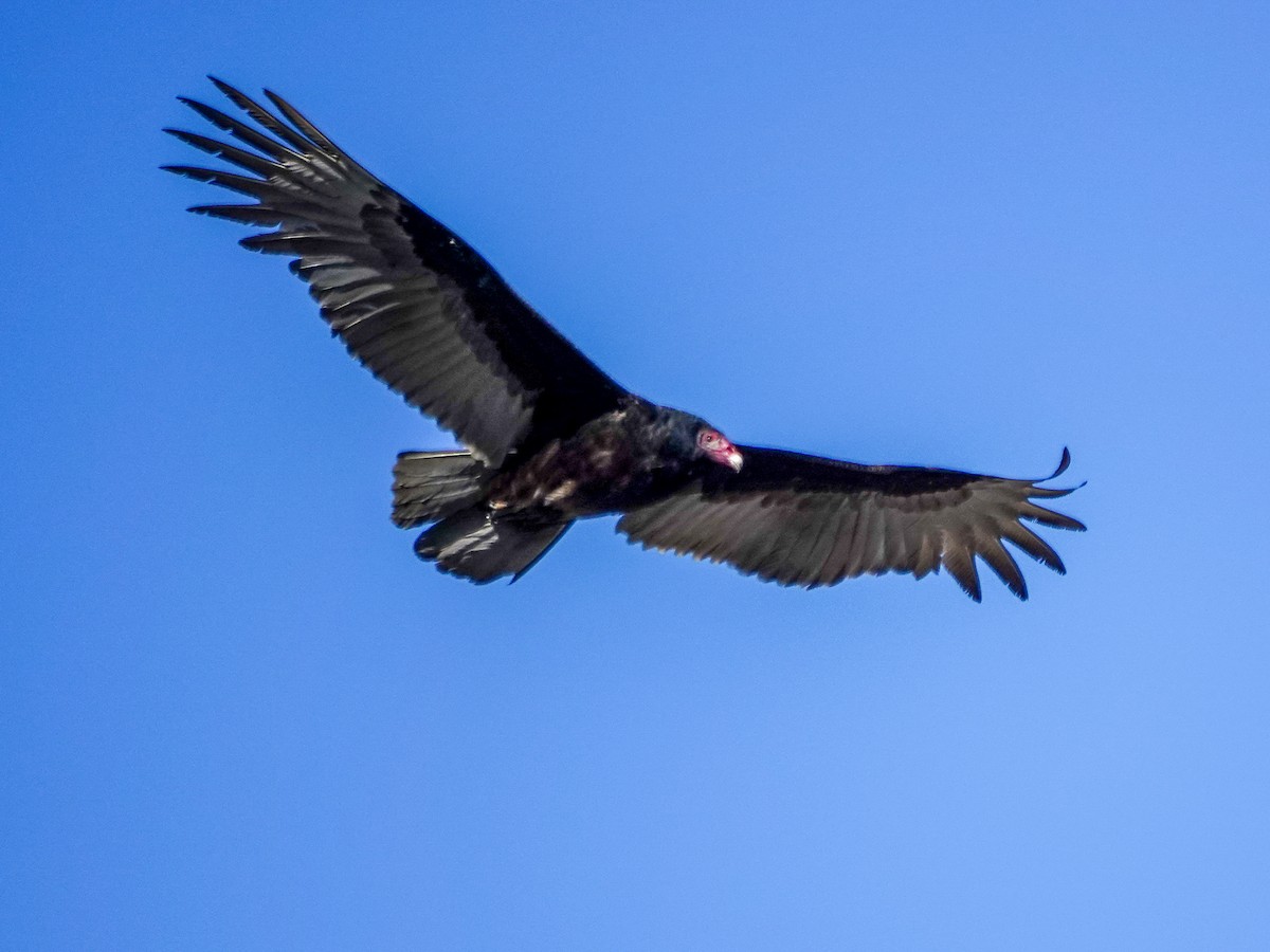 Turkey Vulture - ML631400578
