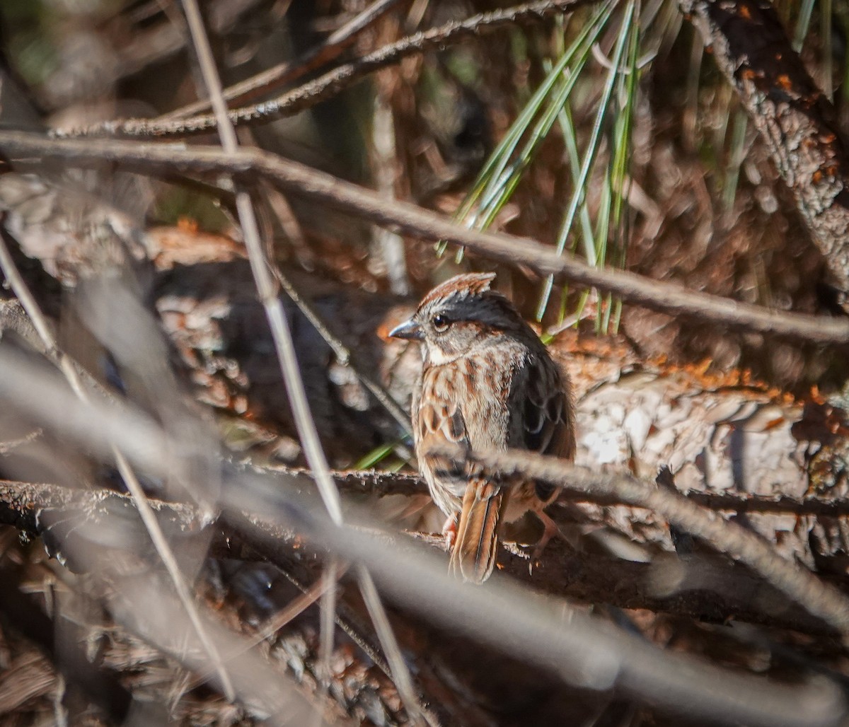 Song Sparrow - ML631400584