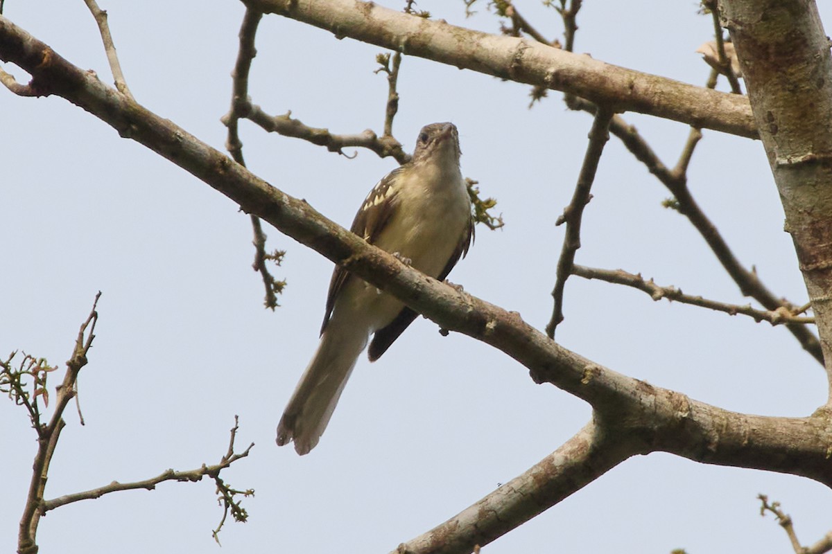 Spotted Greenbul - ML631400671