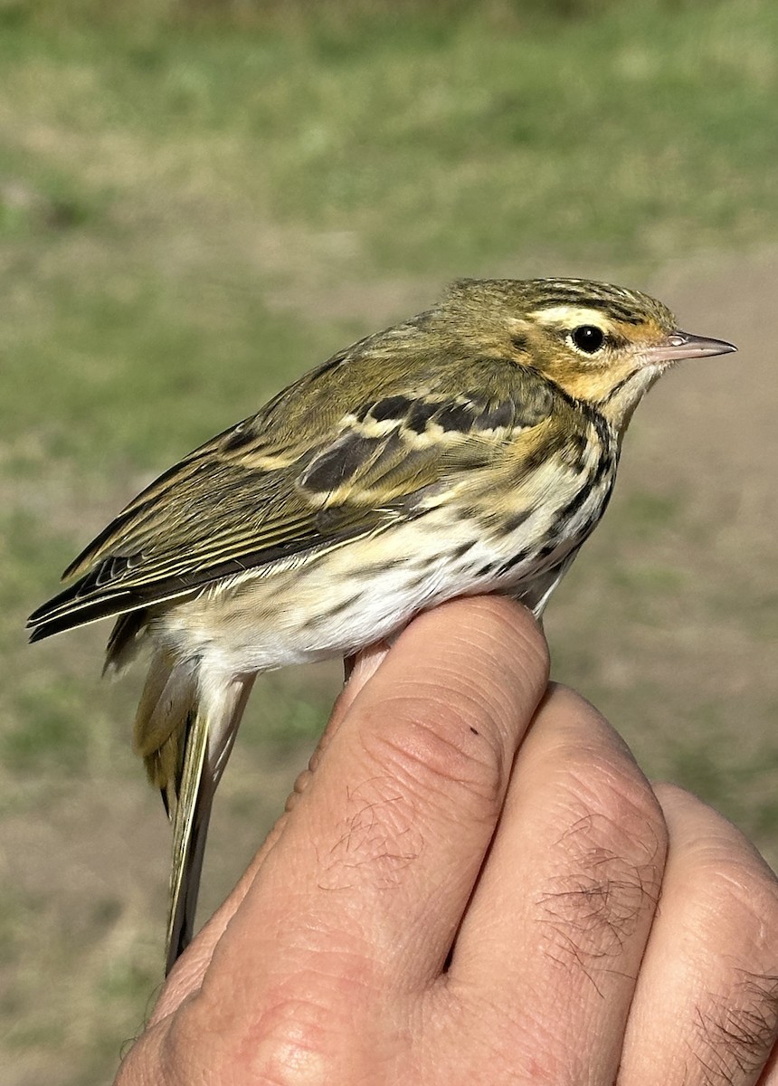 sibirpiplerke - ML631400848