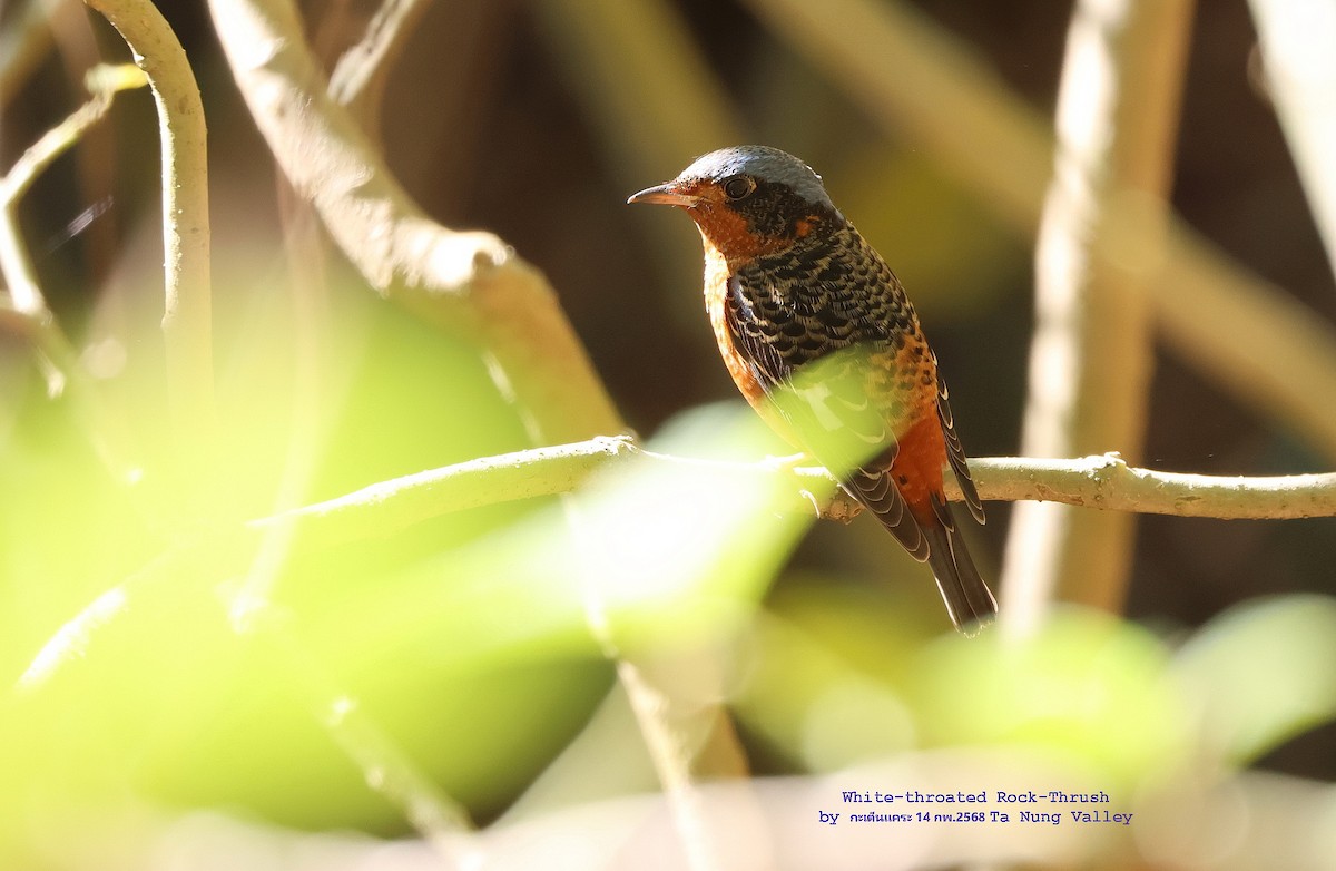 White-throated Rock-Thrush - ML631400903