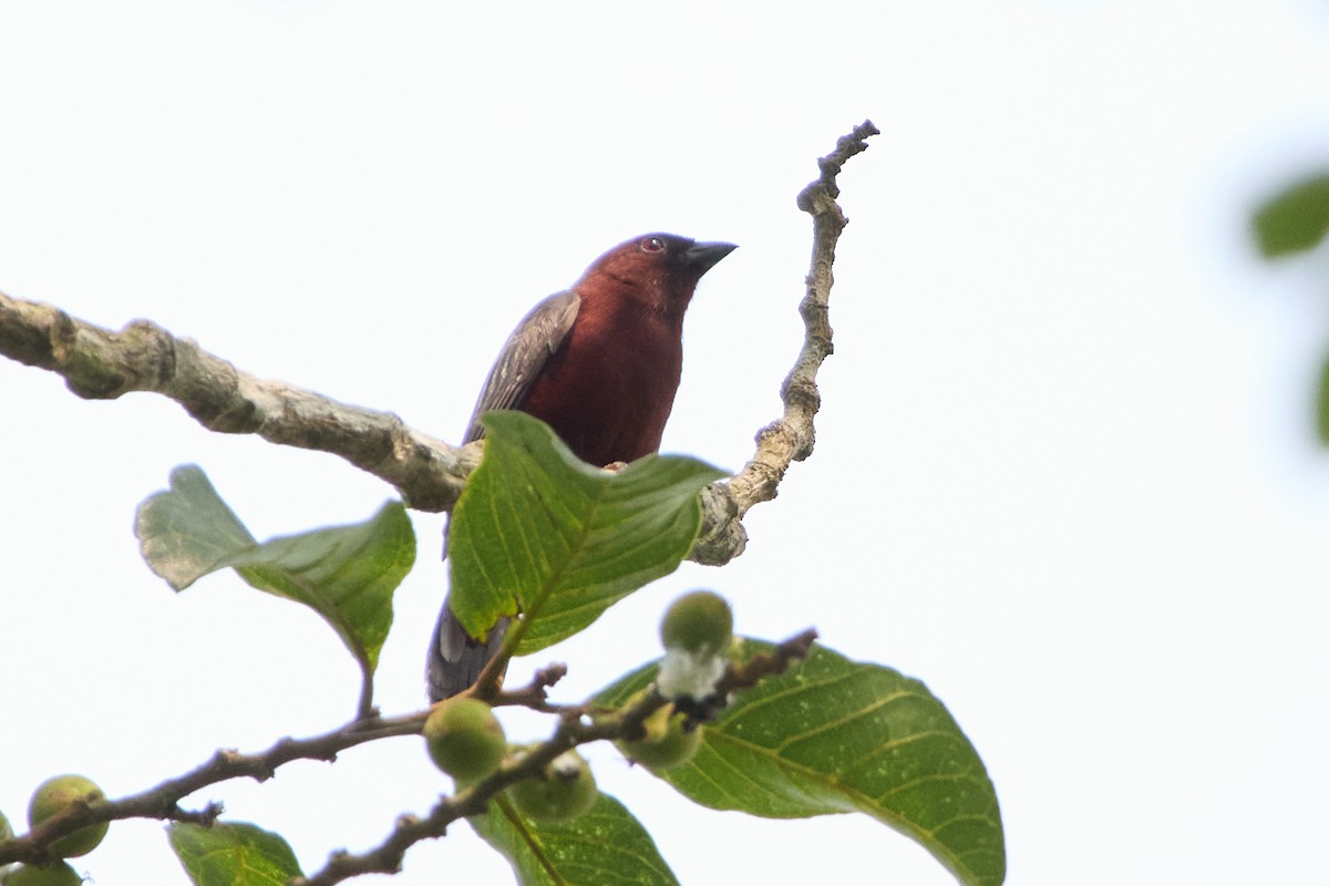 Chestnut-breasted Nigrita - ML631400912