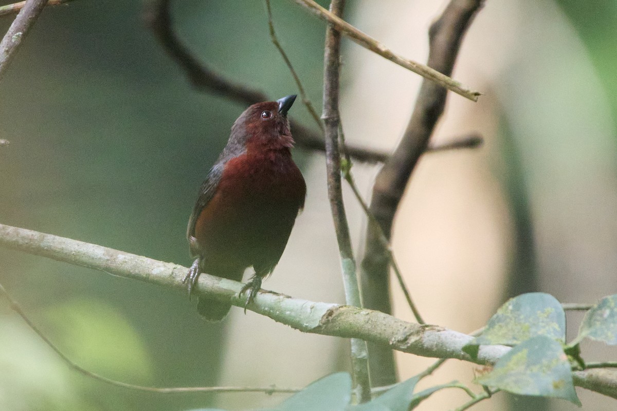 Chestnut-breasted Nigrita - ML631400948