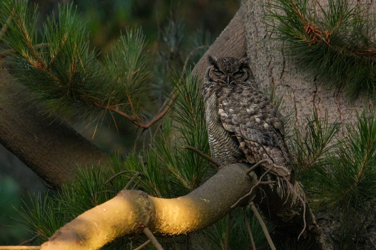 Lesser Horned Owl - ML631401016