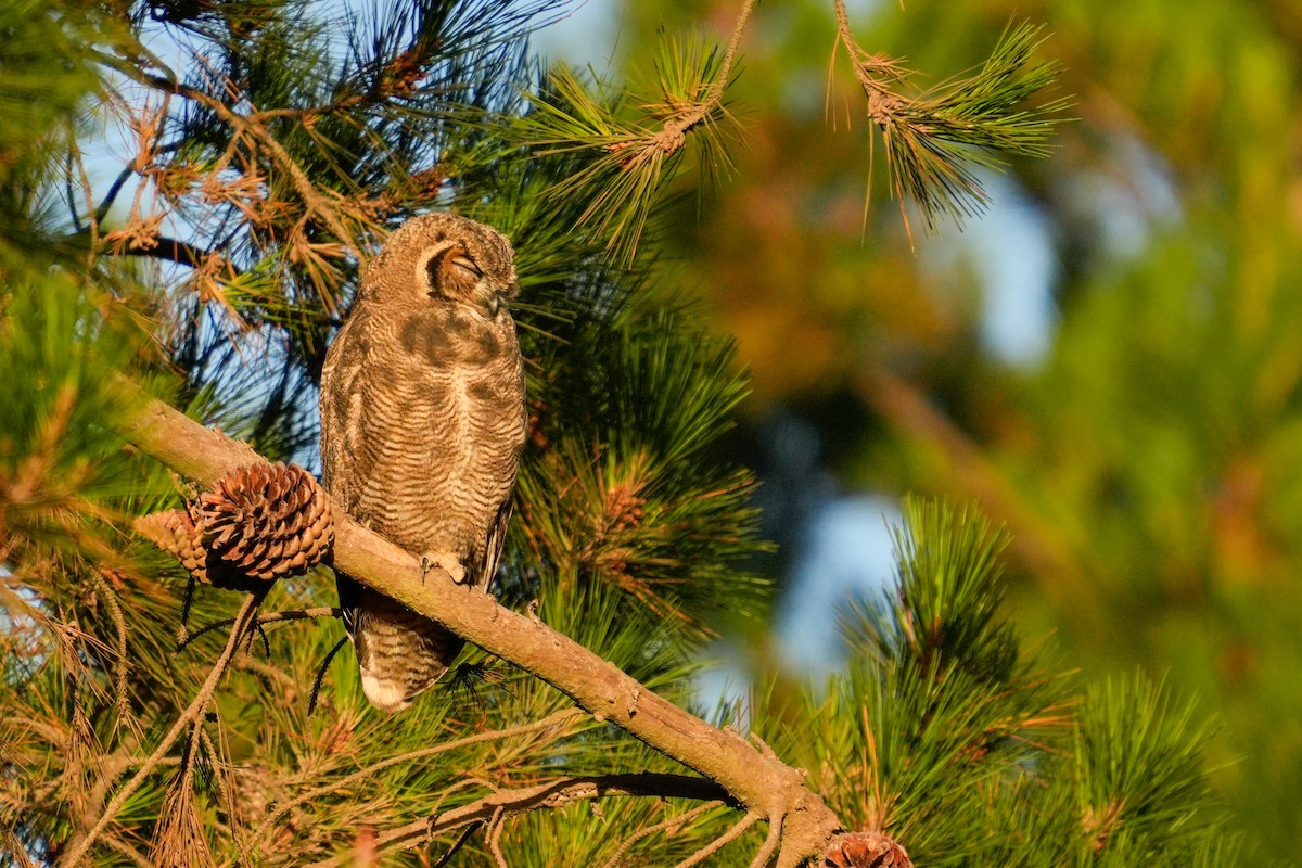 Lesser Horned Owl - ML631401017
