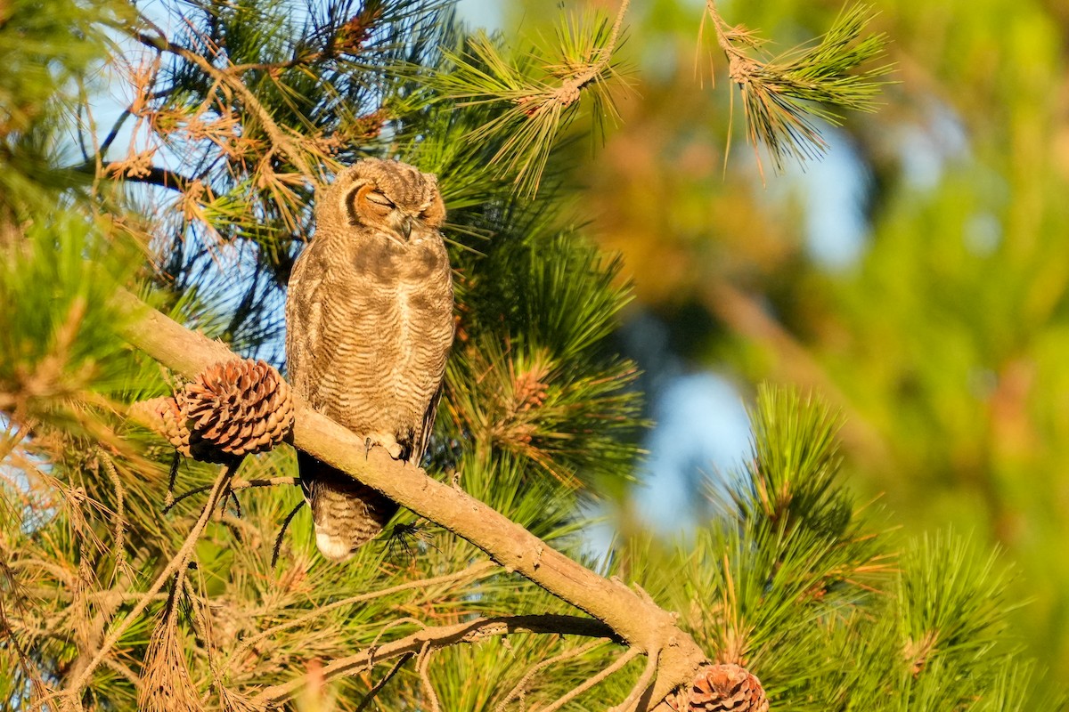 Lesser Horned Owl - ML631401018