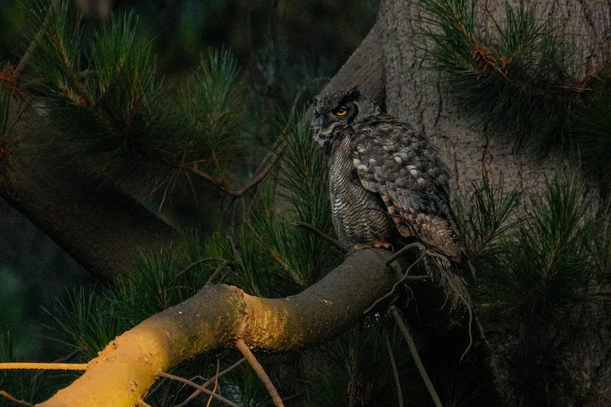Lesser Horned Owl - ML631401019