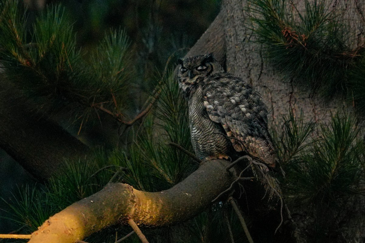 Lesser Horned Owl - ML631401020