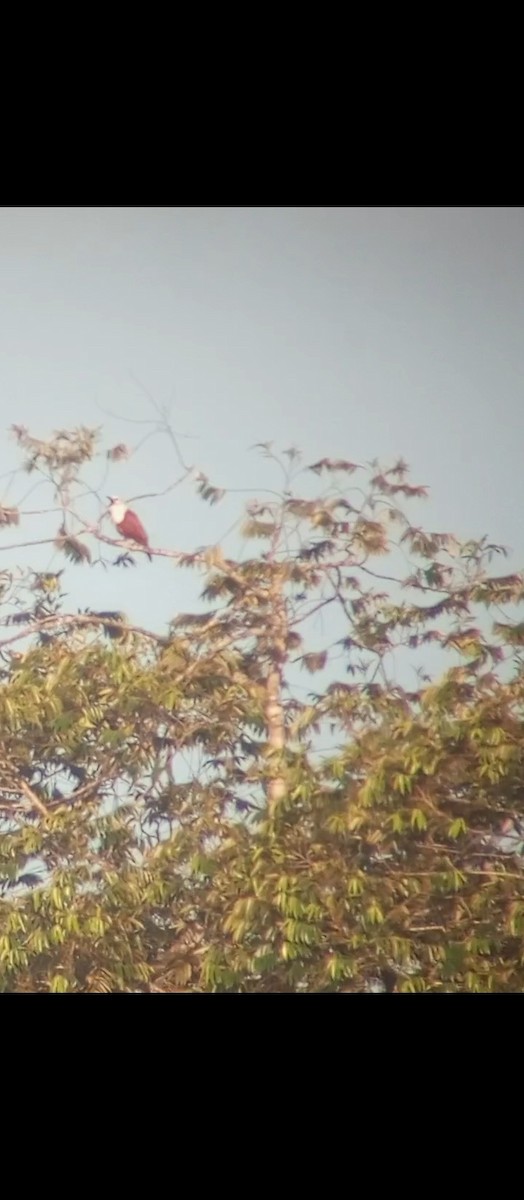 Three-wattled Bellbird - ML631401046