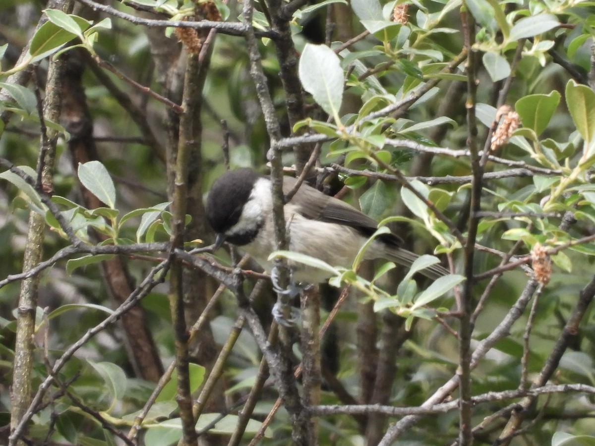 Sichuan Tit - ML631401067