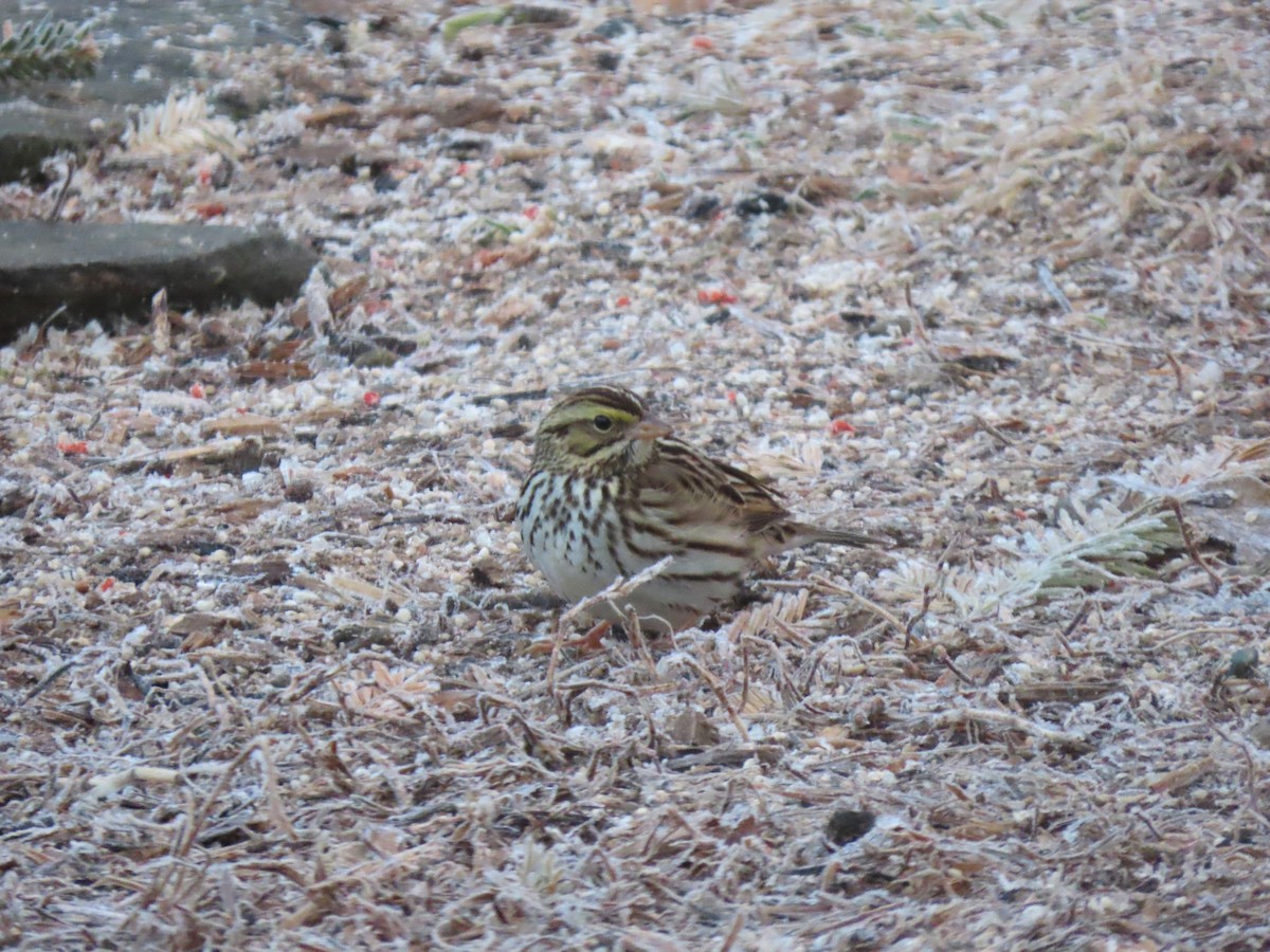 Savannah Sparrow - ML631401077