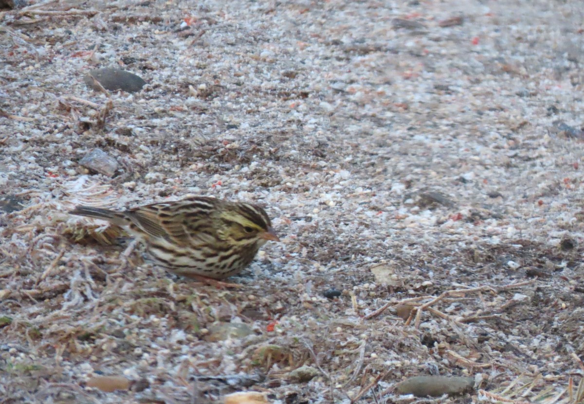 Savannah Sparrow - ML631401094