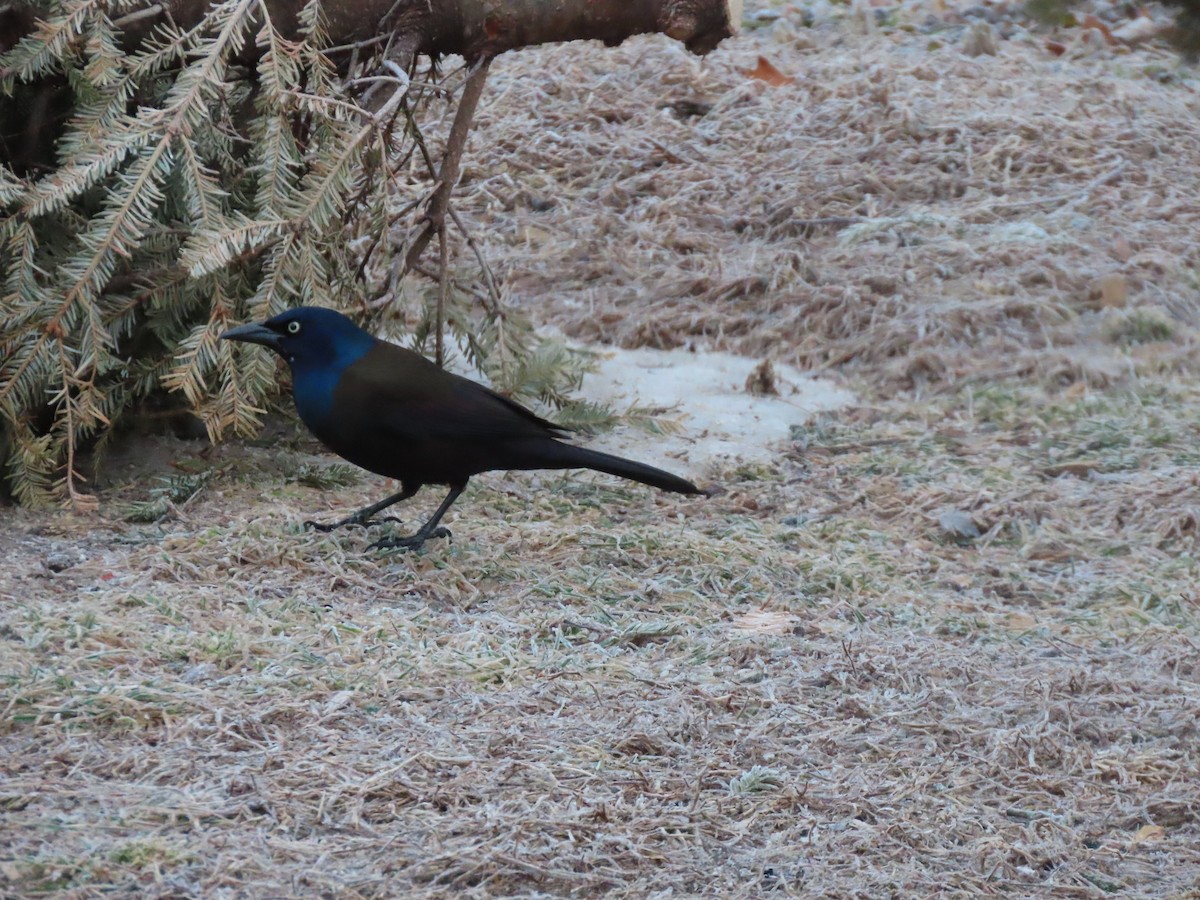 Common Grackle - ML631401103