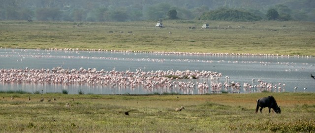 Lesser Flamingo - Nancy Henke