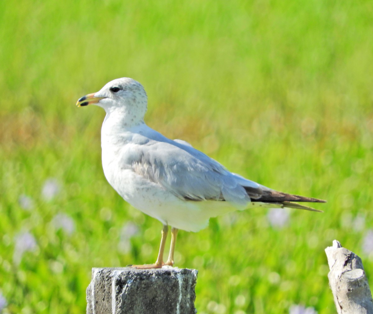 Ring-billed Gull - ML631401158