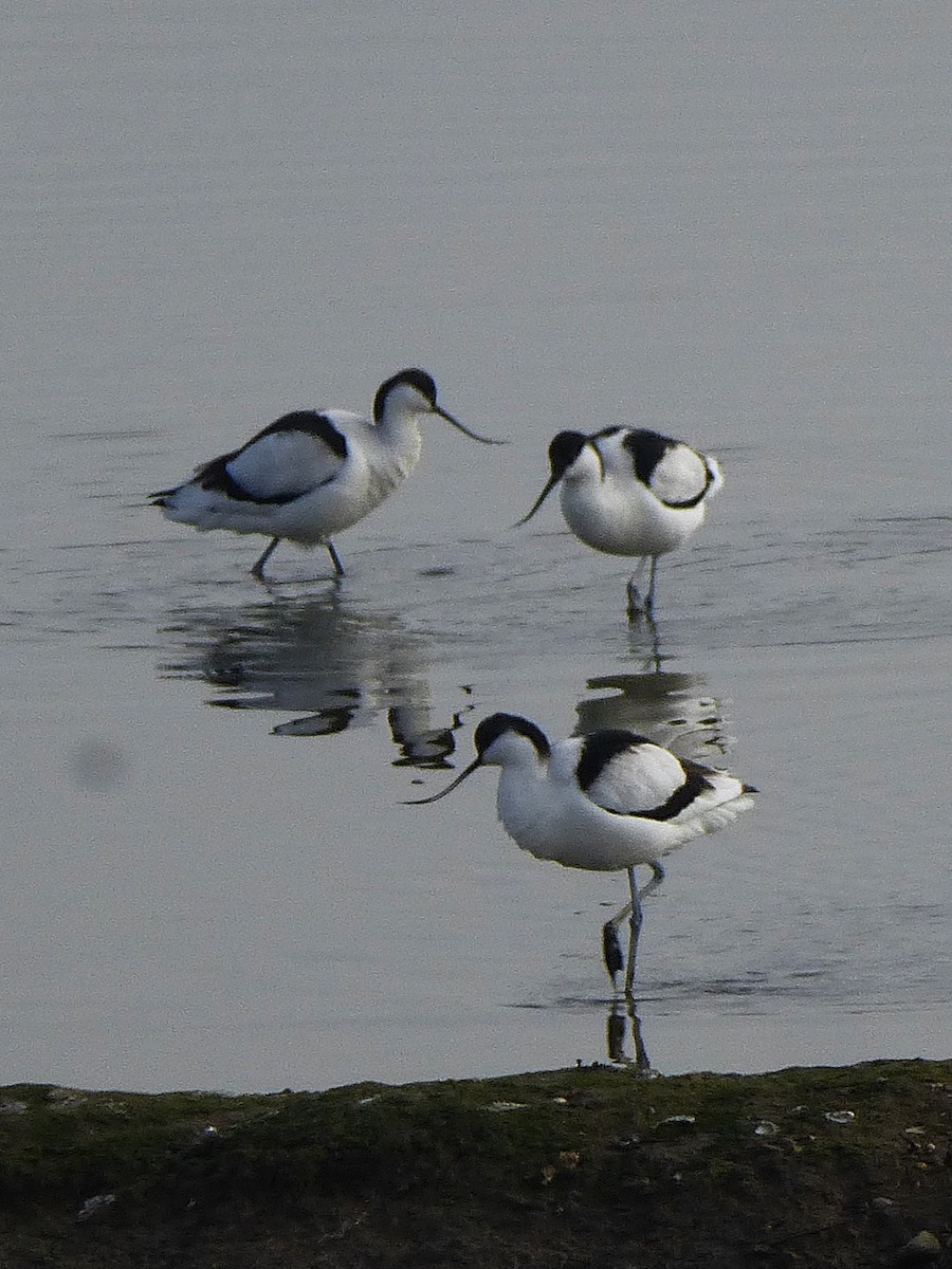 Pied Avocet - ML631401178