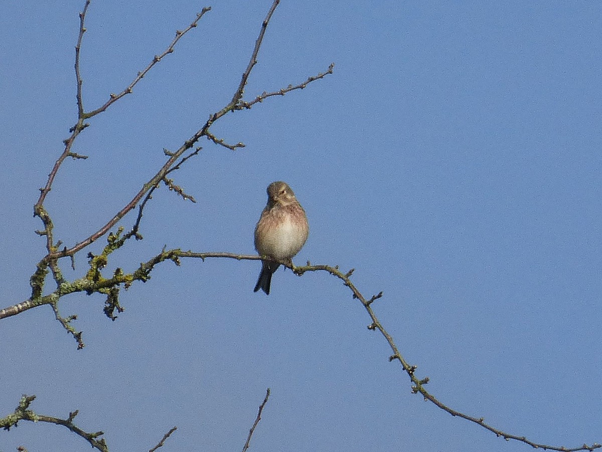 Eurasian Linnet - ML631401182