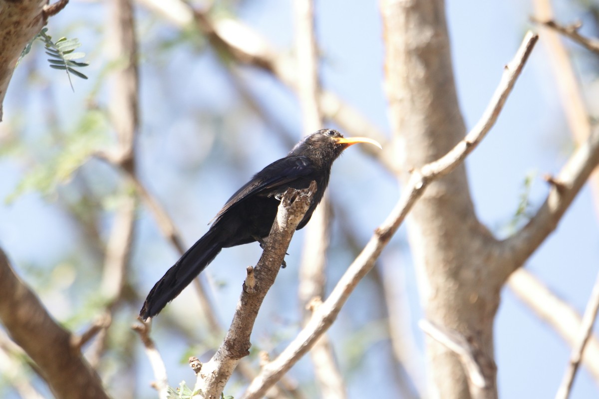 Abyssinian Scimitarbill - ML631401192