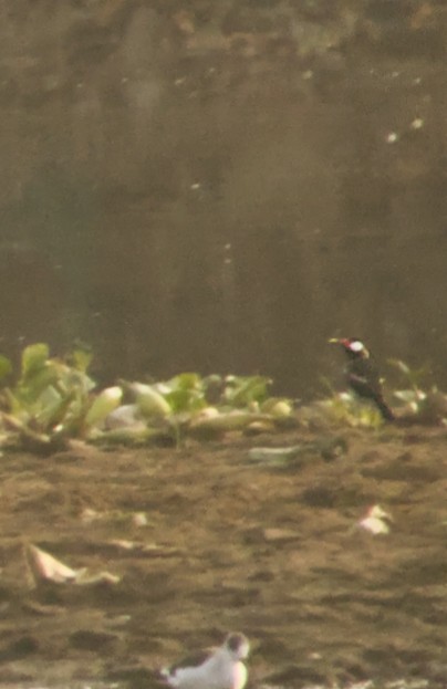Indian Pied Starling - ML631401199