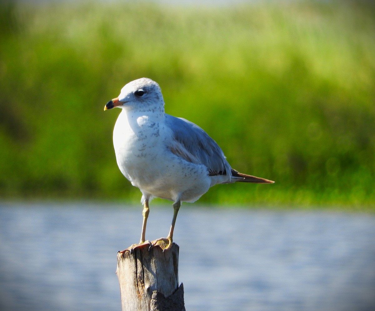 Ring-billed Gull - ML631401205