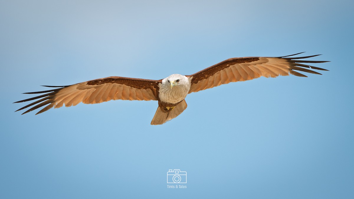 Brahminy Kite - ML631401316