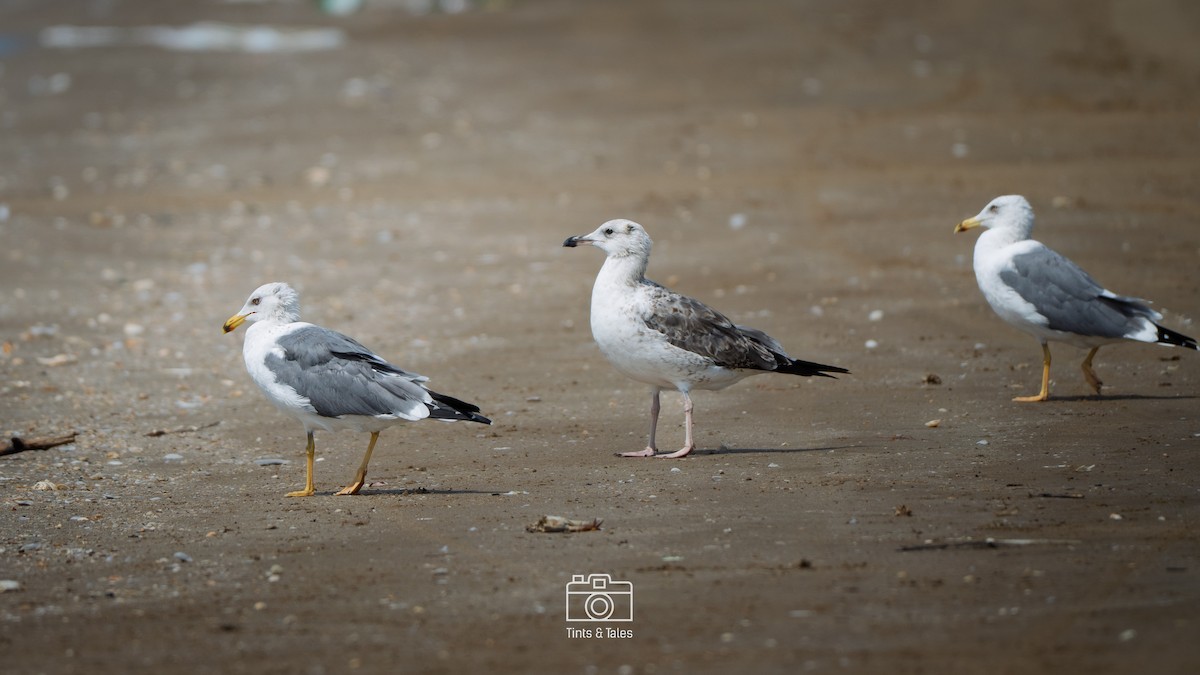 Lesser Black-backed Gull - ML631401323