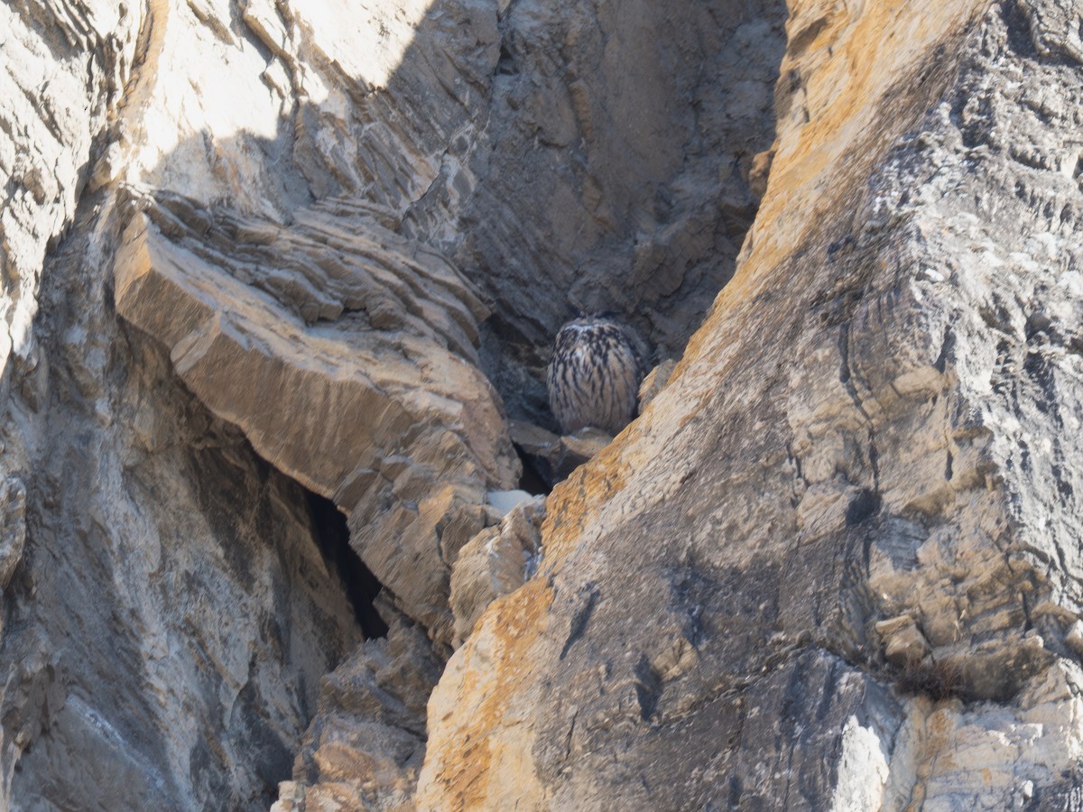 Eurasian Eagle-Owl - ML631401367