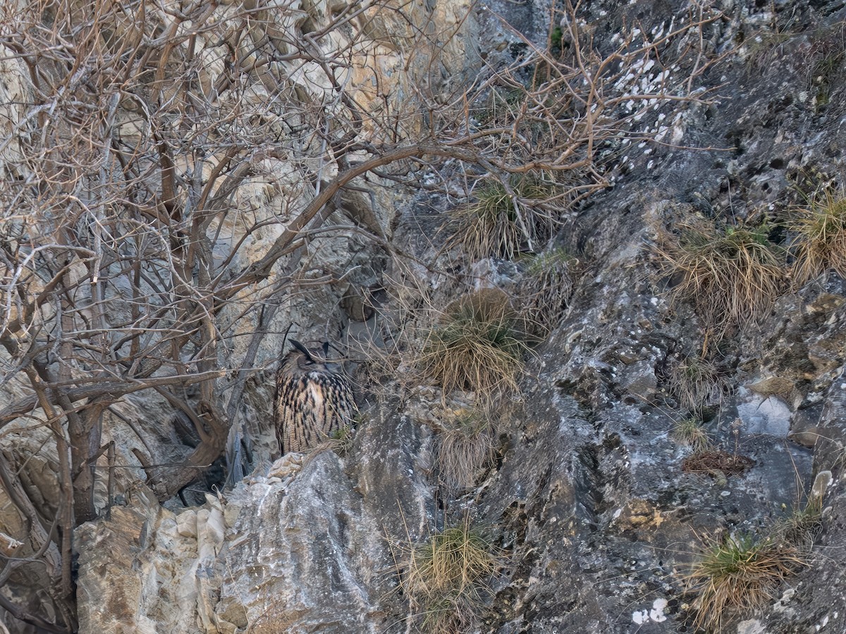 Eurasian Eagle-Owl - ML631401368