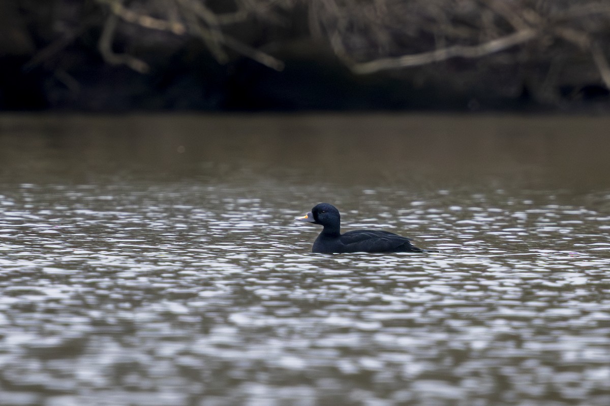 Common Scoter - ML631401387