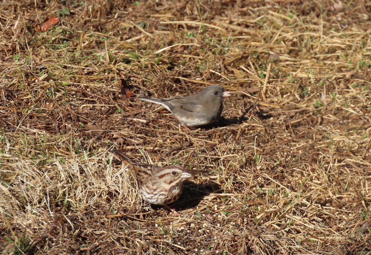 Song Sparrow - ML631401621