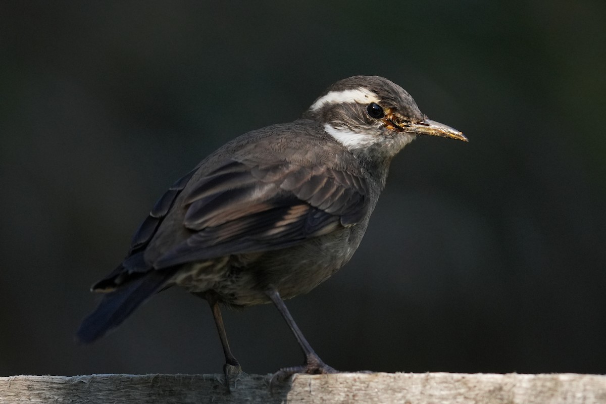 Dark-bellied Cinclodes - ML631401964