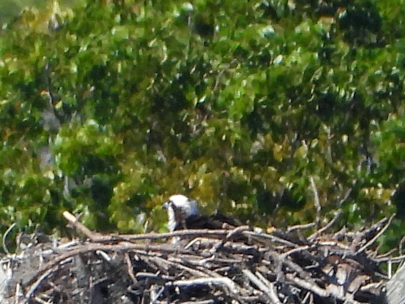 Falco pescatore - ML631401979