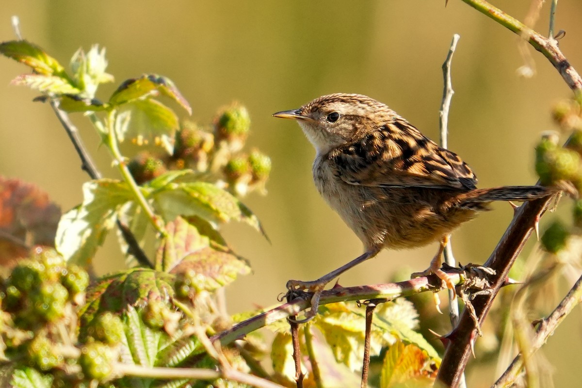 Grass Wren - ML631402000