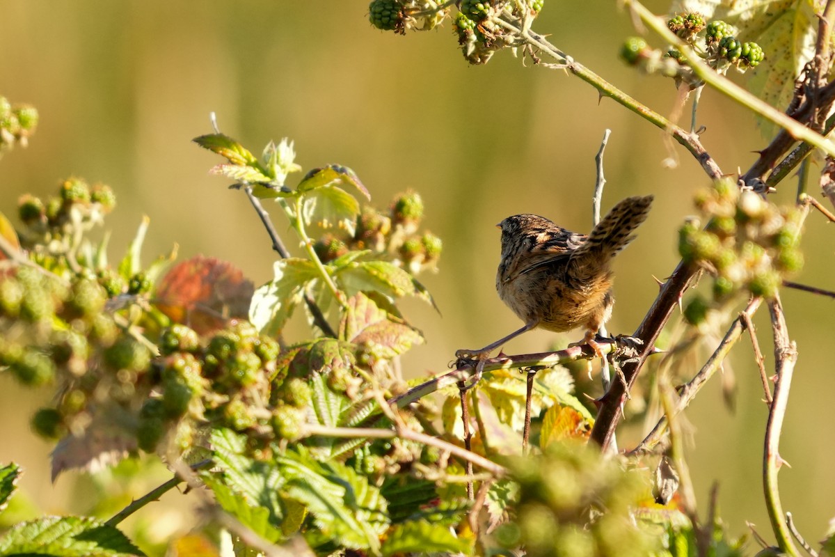 Grass Wren - ML631402001