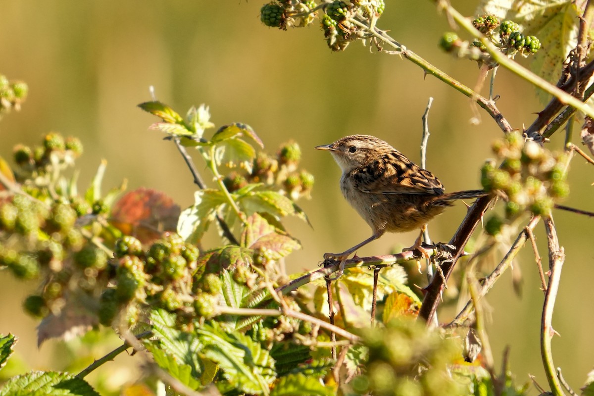 Grass Wren - ML631402002