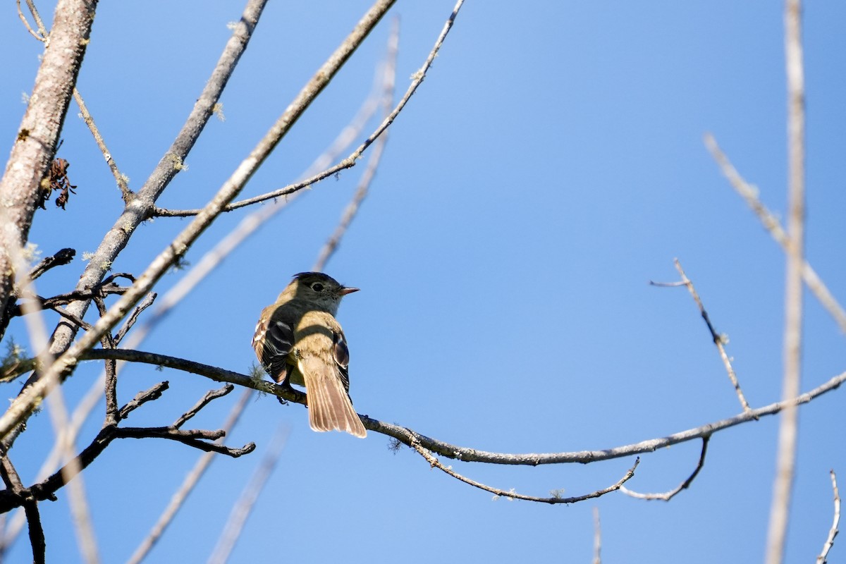 White-crested Elaenia - ML631402013