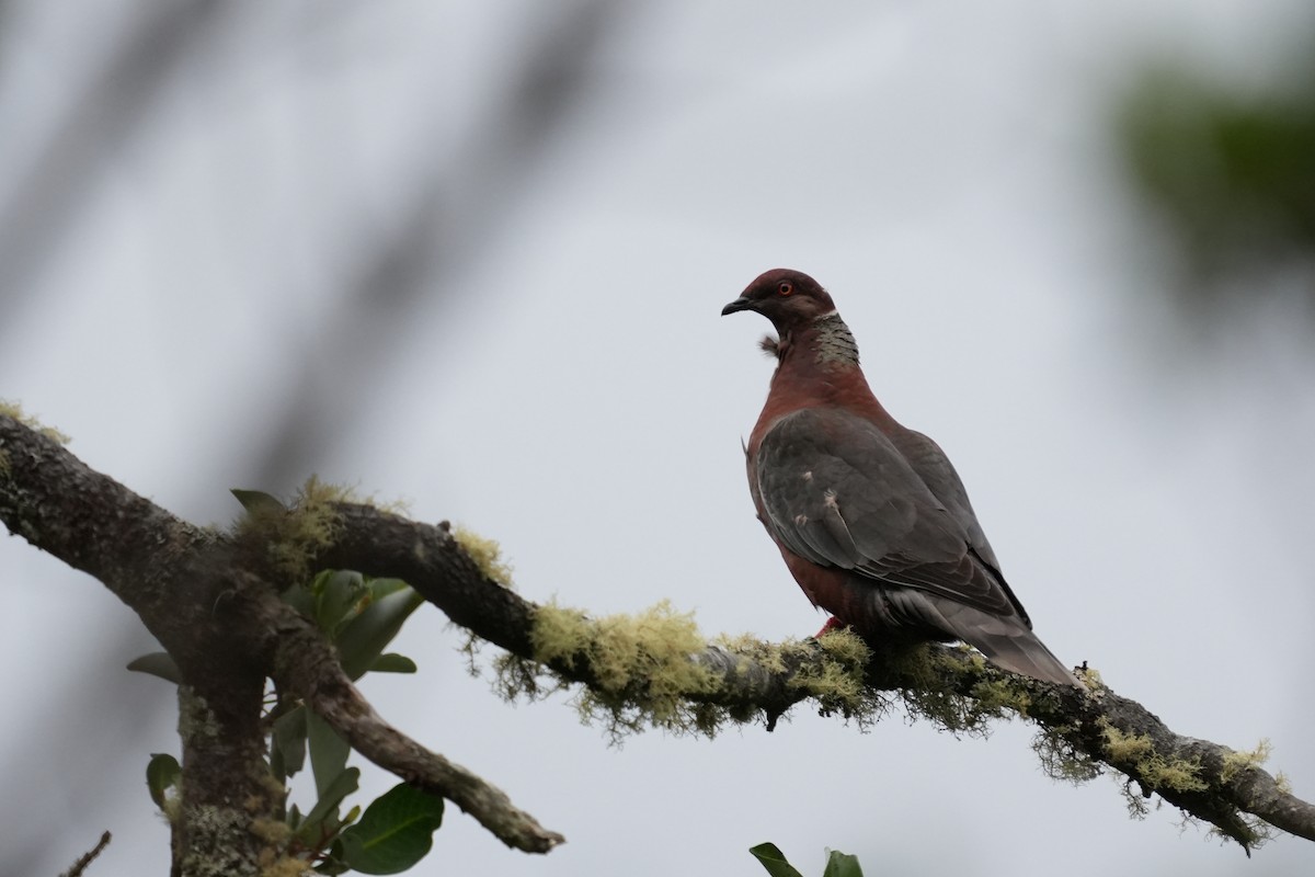 Chilean Pigeon - ML631402072