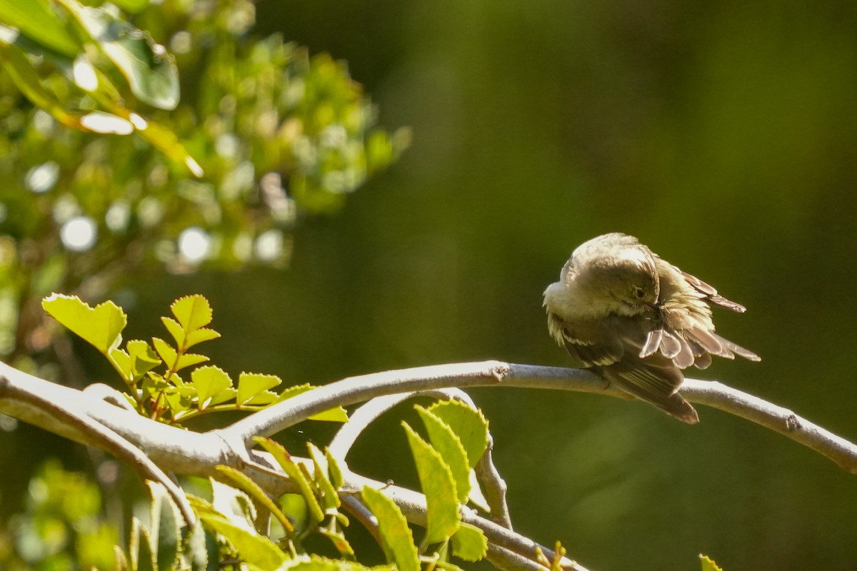 White-crested Elaenia - ML631402123