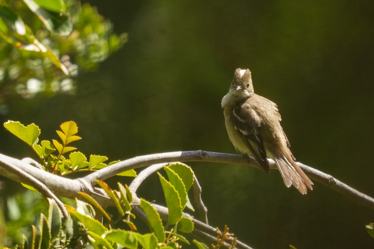 White-crested Elaenia - ML631402124